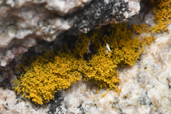 Polycauliona candelaria