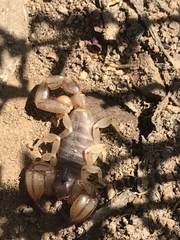 Urodacus manicatus