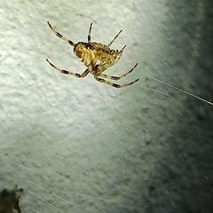 Araneoidea