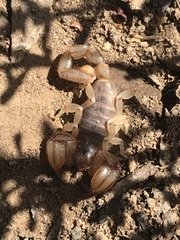 Urodacus manicatus