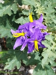 Solanum houstonii