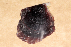 Pinctada