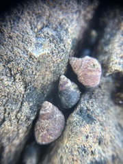 Littorininae