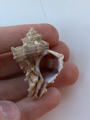 Caenogastropoda