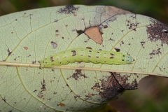 Hypsoropha hormos