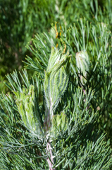 Paranomus bracteolaris