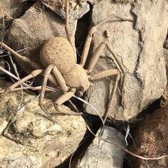 Sicarius thomisoides