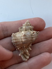 Caenogastropoda