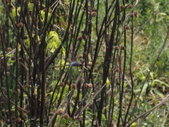 Potamarcha congener