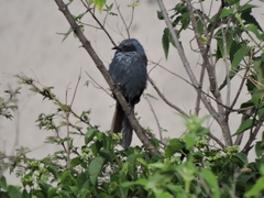 Melanotis caerulescens