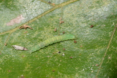 Quasisalebria atratella