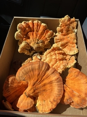 Laetiporus conifericola