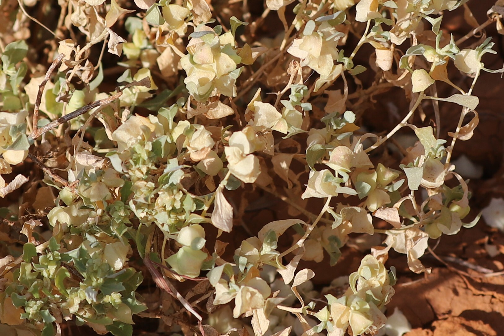Atriplex lindleyi ssp. conduplicata