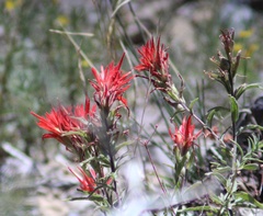 Castilleja applegatei
