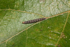 Quasisalebria atratella