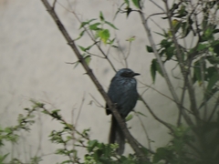 Melanotis caerulescens