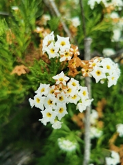 Heliotropium sinuatum