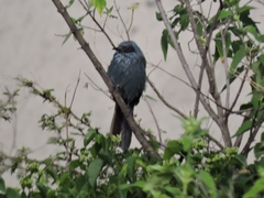 Melanotis caerulescens