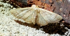 Idaea demissaria