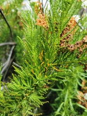 Heliotropium sinuatum