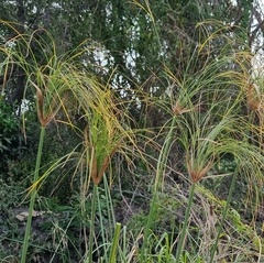 Cyperus giganteus