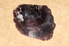 Pinctada