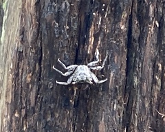 Aratus pisonii