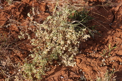 Atriplex lindleyi conduplicata