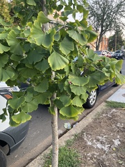 Ginkgoaceae