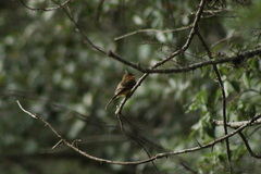 Mitrephanes phaeocercus