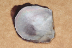 Pinctada