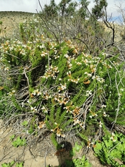 Heliotropium sinuatum