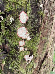 Herpothallon