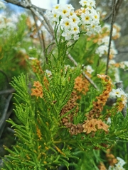 Heliotropium sinuatum