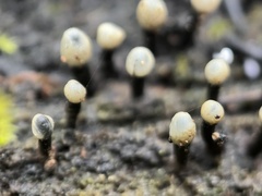Holwaya mucida