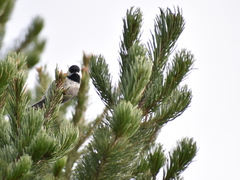 Poecile sclateri