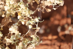 Atriplex lindleyi conduplicata