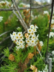 Heliotropium sinuatum