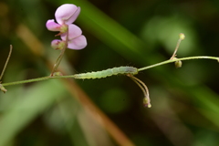 Hypena scabra
