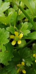 Ranunculus muricatus