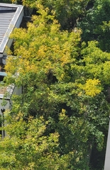 Koelreuteria paniculata