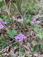 Lespedeza procumbens