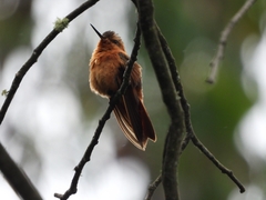 Aglaeactis cupripennis