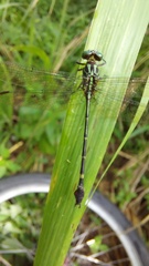 Gomphidae