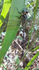 Gomphidae