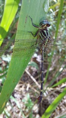 Gomphidae