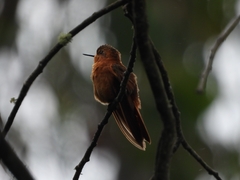 Aglaeactis cupripennis