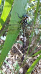 Gomphidae