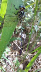 Gomphidae