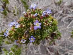 Nolana divaricata